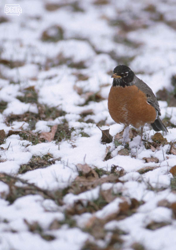 Why Are Robins So Big in the Spring? DNR News Releases